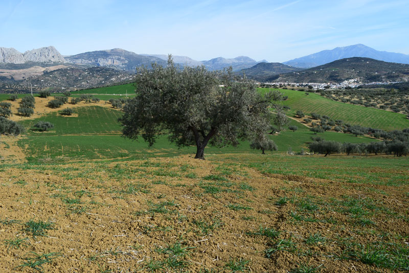 Rolling countryside 